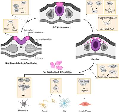 Hippo-Yap Pathway Orchestrates Neural Crest Ontogenesis